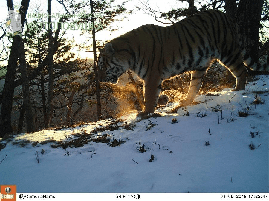 Tygr amurský (ussurijský)