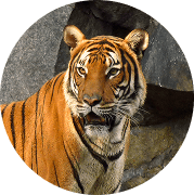 Tygr indočínský (Corbettův)